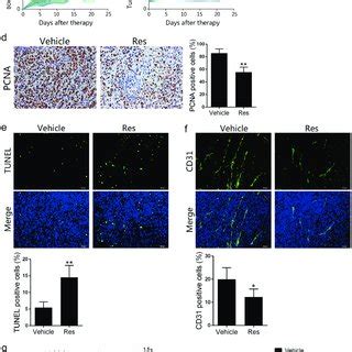 Resveratrol Inhibits The Growth Of Subcutaneous Hepa Tumors In