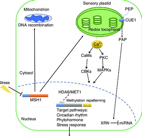 A Simplified Model Of Msh1 Associated Phenotypic Plasticity