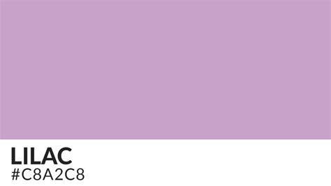 A Deep Dive Into Lilac Color Theory | HipFonts