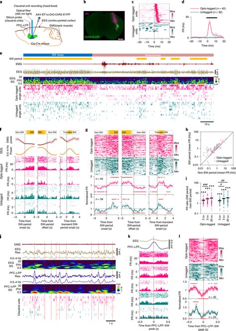 Claustral Neurons Are Active During Neocortical Sw Activity A