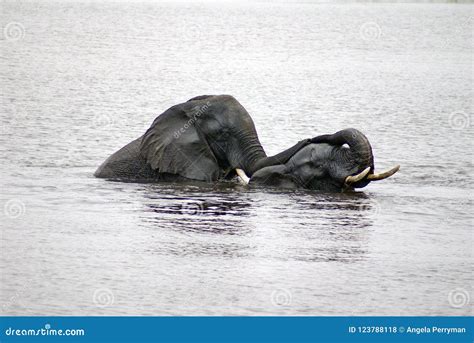 Zwei Elefanten Die Sex Im Fluss Haben Stockfoto Bild Von Südlich Wiedergabe 123788118