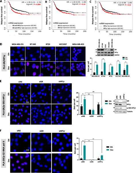 Figure From Prmt Triggers Glucocorticoid Induced Cell Migration In