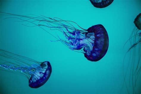 Two Blue Jellyfish Illustration Hd Wallpaper Wallpaper Flare