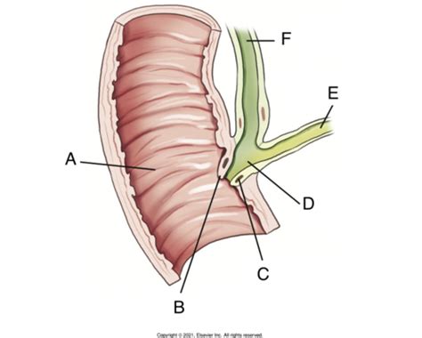 Procedures Biliary Tract And Upper Gi System Anatomy Flashcards Quizlet