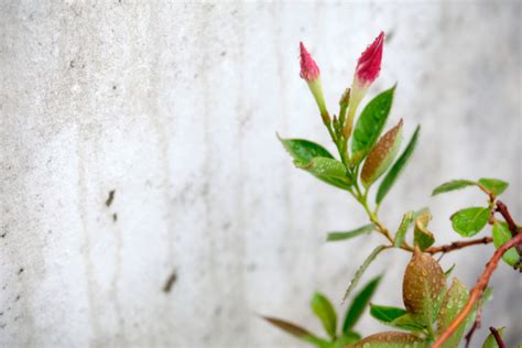 Dipladenia Hojas Marrones Huerto En Casa