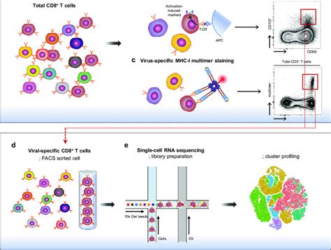 Single Cell Rna Sequencing Of Virus Specific Cd8 T Cells A Total Cd8