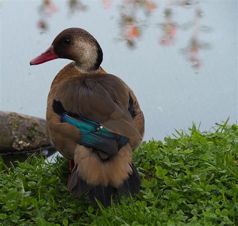 Duck Plume Plumage Photo Gratuite Sur Pixabay Pixabay