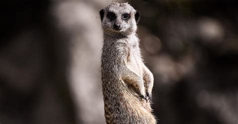 'Meerkat Manor' Narrator: You'll Hear a Familiar Voice in the Revival