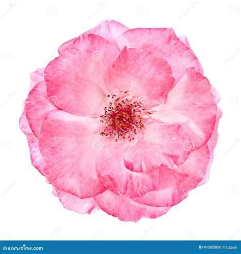 Wild Pink Roses Background. Beautiful Decoration On Green Wall Fence