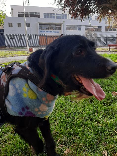 PERROS EN ADOPCIÓN ADOPCIONES CRC ÑUÑOA