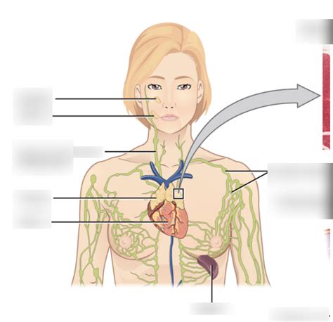 Label Lymph Nodes Spleen Thymus Diagram Quizlet