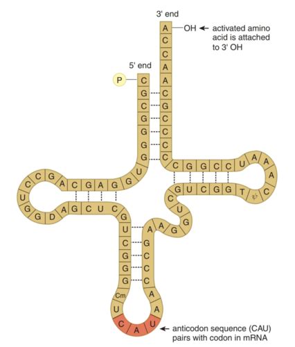 Chapter 7 RNA And The Genetic Code Flashcards Quizlet