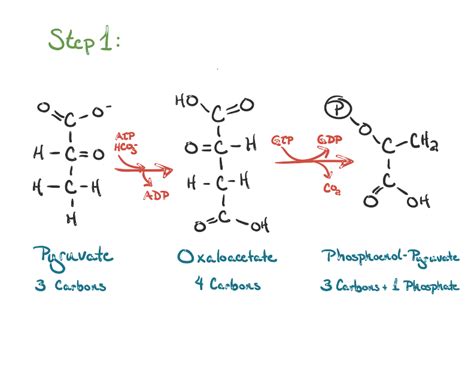 Gluconeogenesis Explained Faculty Of Medicine