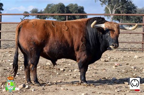 Los Toros De Conde De Mayalde Para Villaseca De La Sagra Aplausos Es