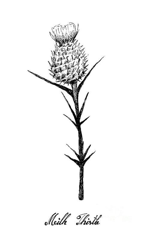 Hand Drawn Of Milk Thistle On White Drawing By Iam Nee Fine Art America