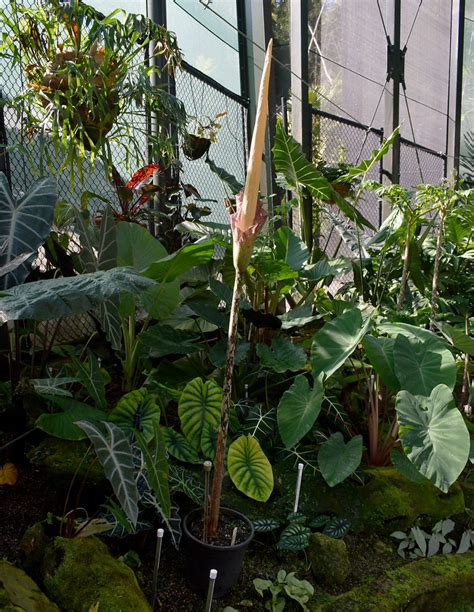 Amorphophallus Decus Silvae Flecker Botanic Garden Cairn Flickr