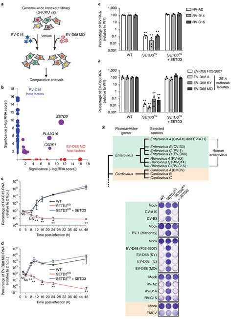 Genome Wide Crisprcas9 Screens Identify Setd3 As A Broad Host Factor