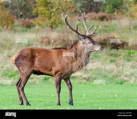 Red Deer Stag Stock Photo Alamy