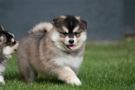 Pomsky Training Part 3: Pomsky Training Consistency (Most Important ...