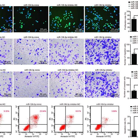 Overexpressed Mir 126 3p Contributed To Inhibited Proliferation