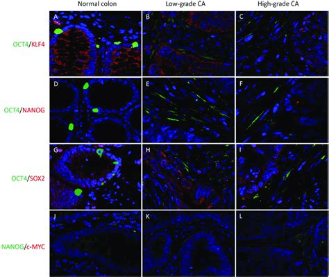 If Ihc Staining Representative Immunofluorescence Download