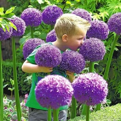 How To Grow Giant Alliums Plant Instructions