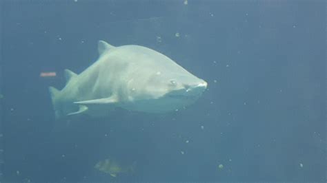 Nausicaa aquarium in Boulogne-sur-Mer – Boulogne Wine Blog