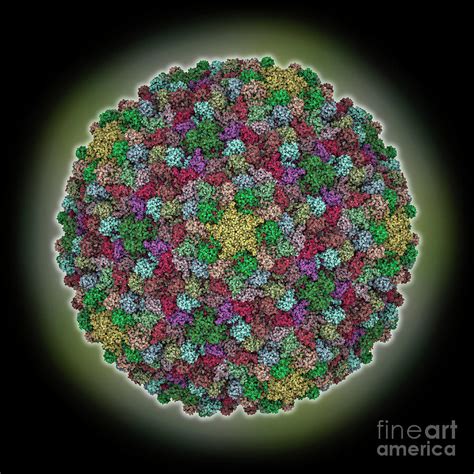 Myoviridae Phage Xm1 Capsid Photograph By Laguna Design Science Photo