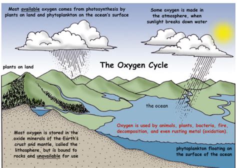 What Is An Oxygen Cycle