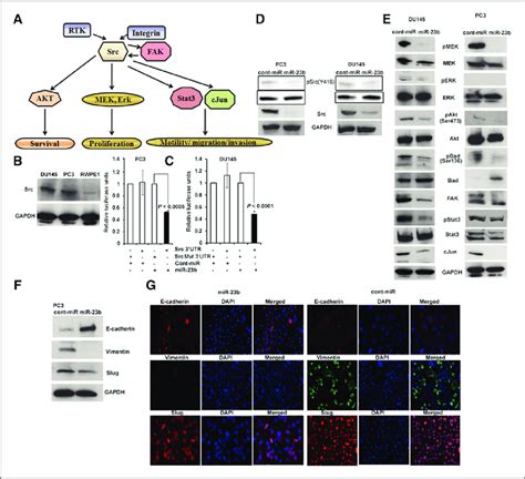 Mir B Directly Targets Src Kinase And Regulates Downstream Pathway