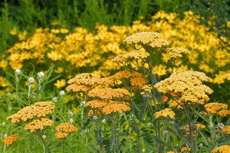 Achillea Terracotta Yarrow