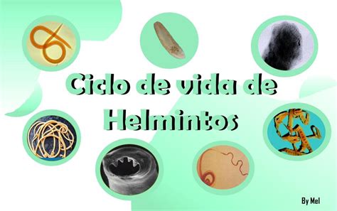 Ciclo De Vida De Helmintos Ascariasis Uncinariasis Udocz