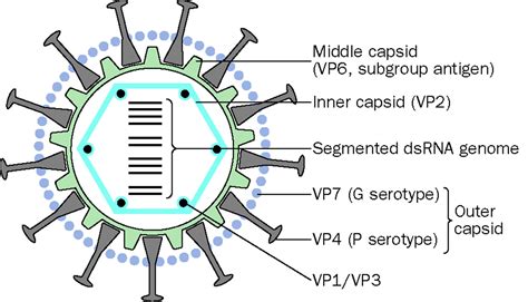 The Expanding Diversity Of Rotaviruses The Lancet