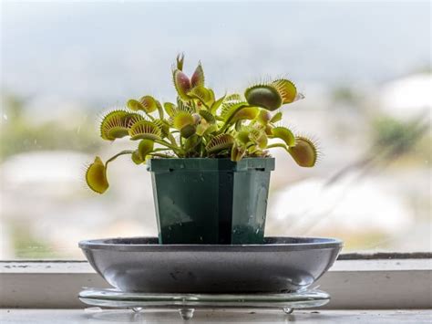 How to Easily Propagate Venus Flytrap? - CactusWay