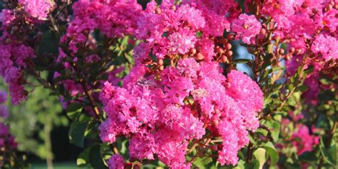 Flowering Trees Zone 9: The Ultimate Guide - GFL Outdoors