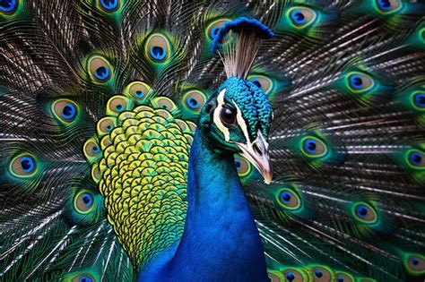 Premium AI Image | a peacock with its wings spread out in the forest