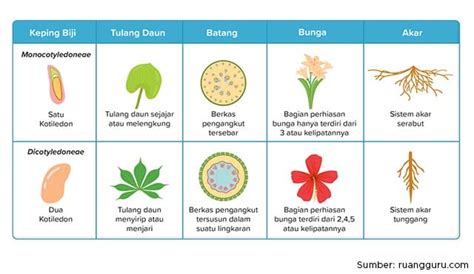 Mengenal Perbedaan Monokotil Dan Dikotil Ini Contohnya