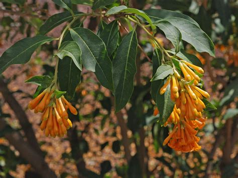 Flower Gallery :: Solanaceae :: D80A4618