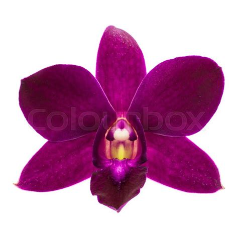 Close-up of single purple Orchid flower ... | Stock Photo | Colourbox