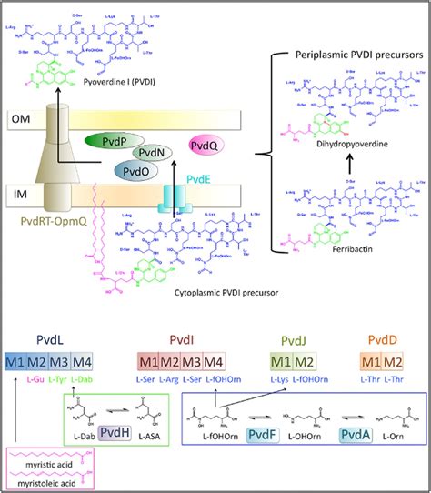 Pyoverdine Biosynthesis And Secretion In Pseudomonas Aeruginosa