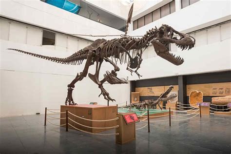 Lugares Para Ver Dinosaurios En Cdmx Ntrale A La Aventura