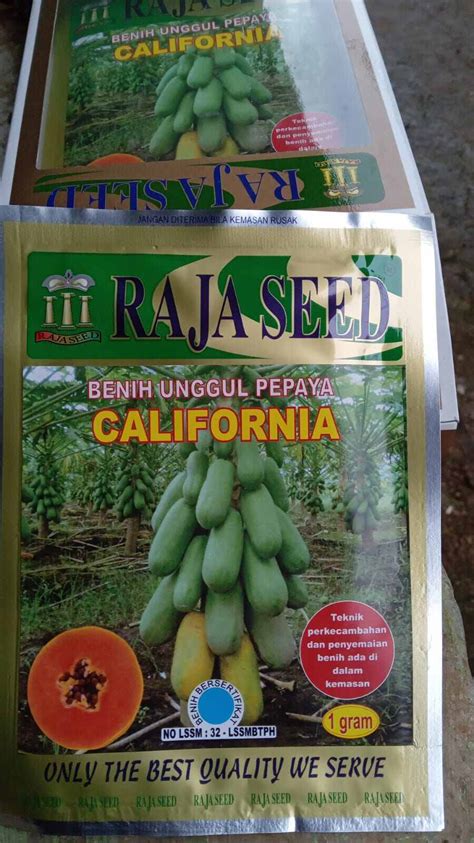 Benih Pepaya California Raja Seed Gram Bibit Papaya Manis Lazada