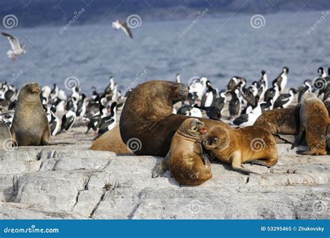 Seals in Antarctica stock image. Image of aquatic, happy - 53295465