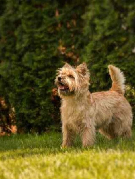 Cachorro mais bonito do mundo Cães Primeiro