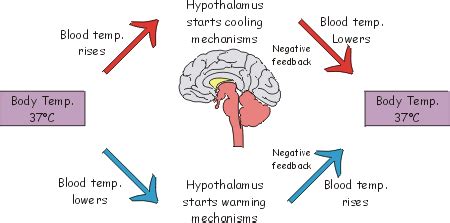 How The Body Controls Temperature