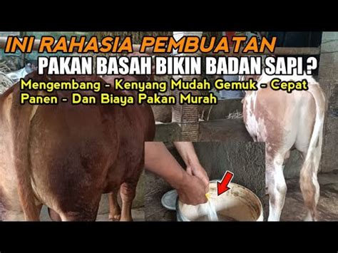 Cara Membuat Comboran Basah Bikin Badan Sapi Cepat Mengembang