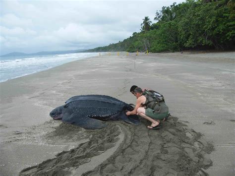 Conservation Impact — SEE Turtles
