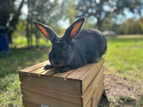 Flemish Giants for Sale - FLEMISH GIANT RABBITRY