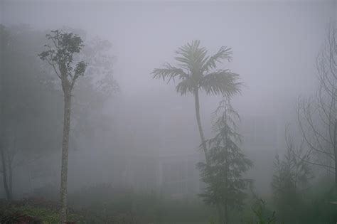 Forest in fog with mist. Fairy spooky looking woods in a misty day ...