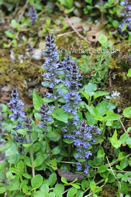 Ajuga reptans, Blue bugle - Seeds - plants - dried herbs